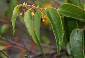 Image result for Gerrardinaceae
