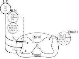 The team used the six generic headings to prompt ideas. Schematic Diagram Of A Cross Section Of The Spinal Cord Showing The Download Scientific Diagram