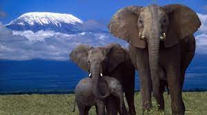 Despite the fact that man has carried on with research about endangered species, the gravity of the endangerment has just come to the limelight of many of the people of the world who. 10 Most Endangered Animals In Africa