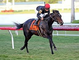 Mr Speaker Skims To Dania Beach Surprise Horse Racing Sport Of Kings Race Day