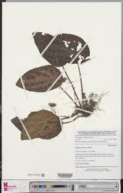 Image result for Begonia lacunosa