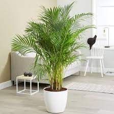 11 Nasa Approved Air Purifying Plants Safe For Cats Air Purifying Plants Palm Plant Indoor Air Purifying Plants