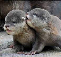 Cutest Pics Of Baby Wild Animals Cute Animals Baby Sea Otters Cute Baby Animals