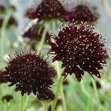 Image result for Scabiosa drakensbergensis