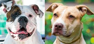 This is primarily because of their large size. American Bulldog Vs Pitbull Breed Comparison Differences