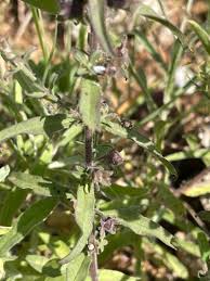 Image result for Sesamum angolense