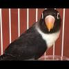 The usual lifespan of masked lovebirds in captivity is 10 to 20 years of age. Https Encrypted Tbn0 Gstatic Com Images Q Tbn And9gctdqkczeltfwwtwsdzxfjcjetfxjhusd7rcy Uhq33vidqrm8d7 Usqp Cau