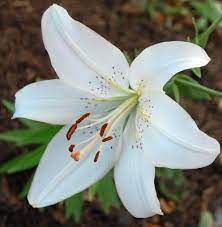 White Casablanca Lily Winter Flowers Lilies Drawing Lily Flower
