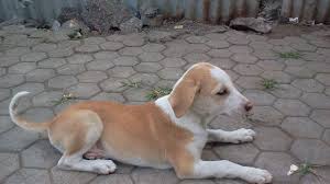 Local listings for labrador retriever adoption in mumbai. Adopt A Pet At The Great Indian Breed Carnival