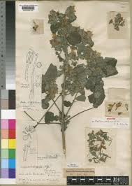 Image result for Dyschoriste tanganyikensis