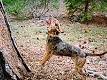 5 Things to Know About American Leopard Hounds