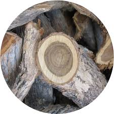 Image result for Brachylaena huillensis