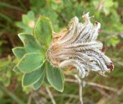 Image result for Gnidia microcephala