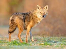 Word origin early 17th century: The Golden Jackal European Or Not Discover Wildlife