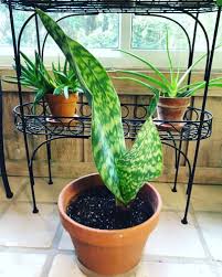 We did not find results for: Whale Fin Snake Plant Top Sansevieria Masoniana Care Tips