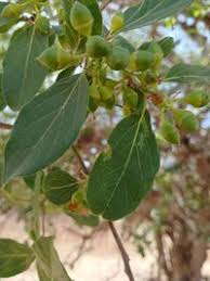 Image result for Cordia sinensis
