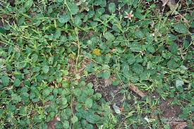 Image result for Phyllanthus ovalifolius