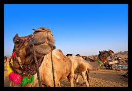 Camels have long been domesticated and, as livestock, they provide food (milk and meat) and textiles (fiber and felt from hair). Camel Teeth Photo Vikas Malhotra Photos At Pbase Com