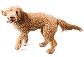 If you want a standard goldendoodle for your home, then purchase a goldendoodle puppy today! Goldendoodle Puppies For Sale In Los Angeles California Adoptapet Com
