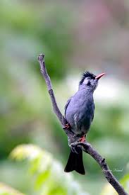 Black Bulbuls Are Distributed In Southern Asia They Feed On Insects And Seeds Within This Species There Are Ten Subspecies That Have Wild Birds Animals Bird