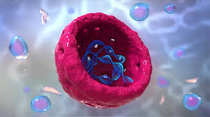 The structure includes the nuclear membrane, nucleoplasm, chromosomes, and nucleolus. What Is The Nucleolus Biology Wise