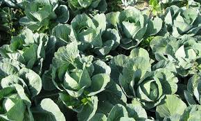 We did not find results for: Growing Cabbage A Guide For Great Heads Epic Gardening