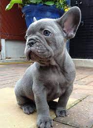 Blue french bulldog puppies, the rare and beautiful merle french bulldog puppies, white french bulldog puppies, and teenie tiny miniature french bulldog puppies.the french bulldog, however, is in high demand and is typically reserved. French Bulldog Colors Explained With Photos Petskb