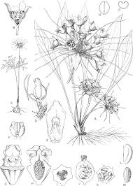 Image result for Iphigenia oliveri