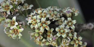 Image result for Rapanea