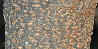 Image result for Warburgia