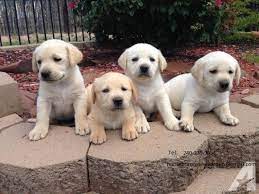Each one of these adorable golden retriever puppies has great personalities and our easily trained. Akc Golden Retrievers Puppy For Sale Las Vegas Animal Pet