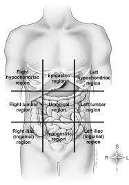 Part of the brain called the brainstem has a special area dedicated to maintaining your . Bony Thorax Chest And Abdomen Radiology Key