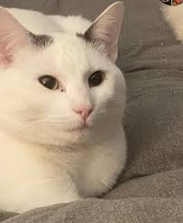 Thirsty dog in Academy & Home Depot parking lot