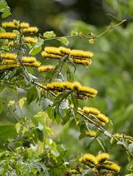 Image result for Combretum obovatum