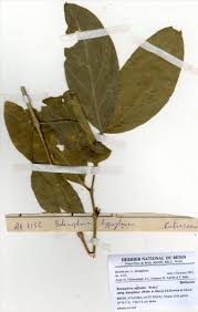 Image result for Belonophora coffeoides