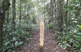 Image result for Strombosiopsis tetrandra