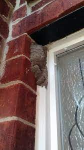 Wasp is a windows xp based applesoft programming tool. Mud Nest On Window Frame Doityourself Com Community Forums
