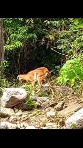 Sadoc Huamani cabrera @HuamaniSadoc - Twitter Profile | TwStalker