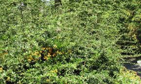 Image result for Pyracantha coccinea soleil d'or