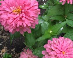 Gardeners face a similar issue when rust fungus affects plants, and a few speckles run together to form large masses that distort and deform a flower's foliage. Home Remedies For Powdery Mildew