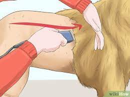 Buying a dog is always a tough decision, especially if you are looking for a large one. How To Trim The Coat Of A Long Hair Dog 13 Steps With Pictures