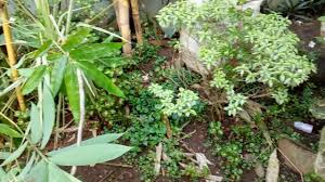 Apakah kalian termasuk orang yang gemar menata tanaman di halaman depan rumah?. Cara Menata Halaman Rumah Dengan Tanaman Hias Dan Buah Youtube