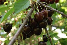They ripen during the last 10 days of may. Cherry Tree Bigarreau Burlat Prunus Avium Bigarreau Burlat