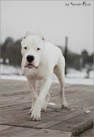 Dogo Argentino Need One Really Cute Dogs Dog Argentino Dog Breeds