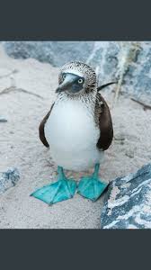 Bird With Blue Feet Galapagos Pin By Lois Anderson On Adorable Animals Beautiful Birds Little Birds Birds