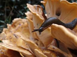 Slugs have a layer of slime to protect their skin from drying up. All Popular Methods To Keep Slugs And Snails Out Of Gardens Don T Work Study Finds The Independent The Independent