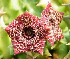 Image result for Orbea carnosa