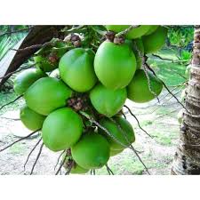 Gratis untuk komersial tidak perlu kredit bebas hak cipta. Buah Kelapa Muda Buah Sejuta Manfaat Shopee Indonesia