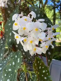 Maybe you would like to learn more about one of these? Begonia Maculata 7 Expert Care Tips And Growing Guide