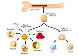 Possible side effects can include bruising, bleeding, pain, infection or tingling in the legs. Bone Marrow Transplant Uci Health Orange County Ca